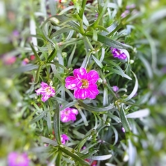 Gypsophila