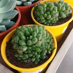 Imagen de Crasa Haworthia