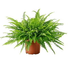 Helecho Arianne - comprar online
