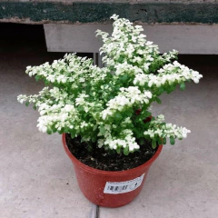 Helecho Arroz - Vivero Mario