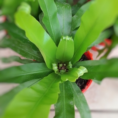 Helecho Asplenium - comprar online