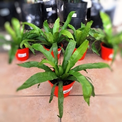 Helecho Asplenium en internet
