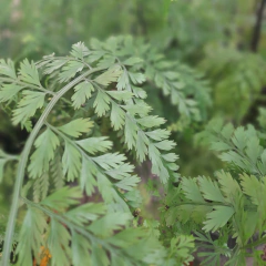 Helecho Asplenium Bulbiferum - comprar online