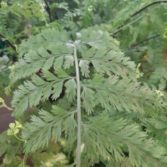 Helecho Asplenium Bulbiferum