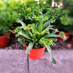 Helecho Asplenium Crissie en internet