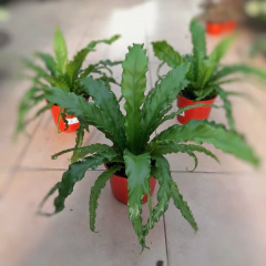 Helecho Asplenium Osaka - comprar online