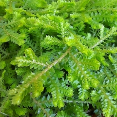 Helecho Lycopodium