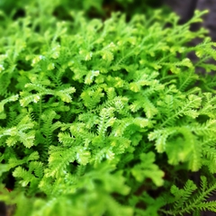Helecho Lycopodium - comprar online