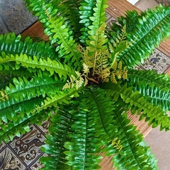 Helecho Nephrolepis Artificial
