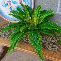 Helecho Nephrolepis Artificial - Vivero Mario