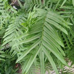 Helecho Chino - tienda online