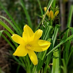 Hemerocalis - Vivero Mario
