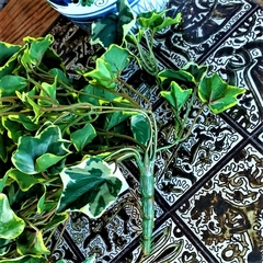Imagen de Hiedra colgante variegada (Artificial)