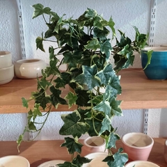 Hiedra colgante variegada (Artificial)