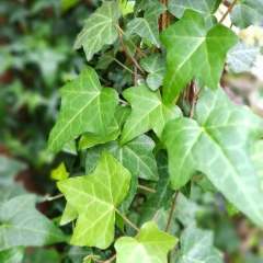 Hiedra Verde