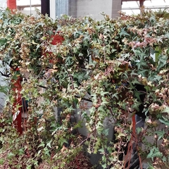 Hiedra Mini - Vivero Mario