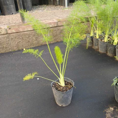 Hortalizas - comprar online