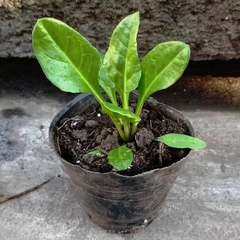 Hortalizas - Vivero Mario