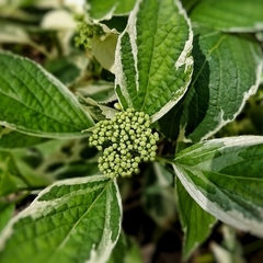 Hortensia Variegada - tienda online