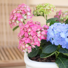 Hortensia Azul en internet