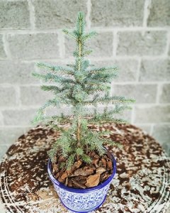 Abeto Azul - comprar online