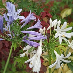 Agapanthus - comprar online