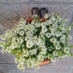 Aro de Pared - Vivero Mario