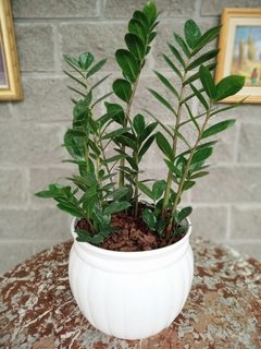 Zamioculcas - comprar online