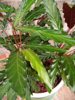 Calathea Wavestar en internet
