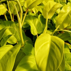 Philodendron Lemon