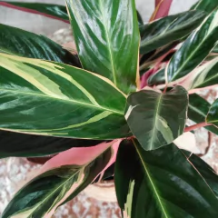 Calathea Stromanthe Triostar - comprar online