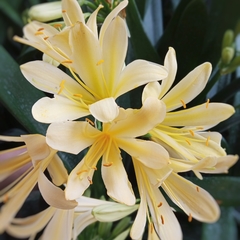 Clivia