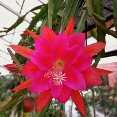 Cactus Epiphyllum Pegasus