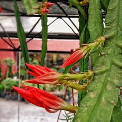Cactus Epiphyllum Pegasus - comprar online