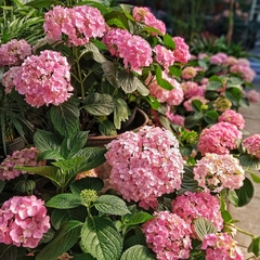 Hortensia - Vivero Mario