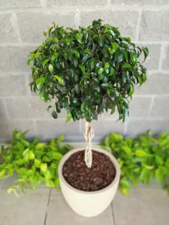 Ficus Trenzado Topiario en internet