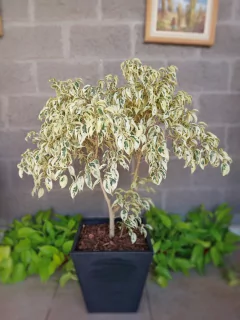 Ficus Hawaii - tienda online