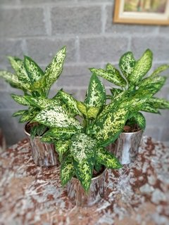 Dieffenbachia Mariana - tienda online