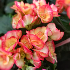 Begonia Elatior - comprar online