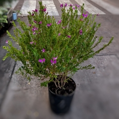 Polygala - Vivero Mario