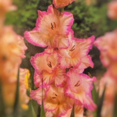 Bulbos de Gladiolo - comprar online