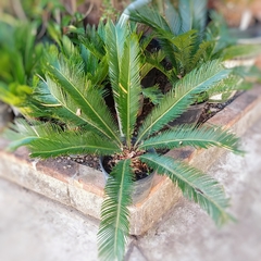 Cycas Revoluta en internet