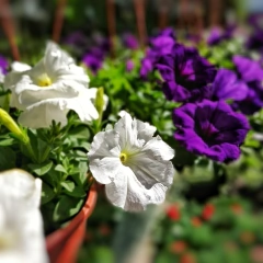 Petunia Colgante - comprar online