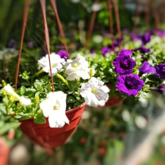 Petunia Colgante en internet