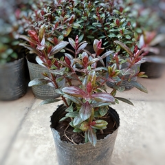 Verónica Rubra - Vivero Mario