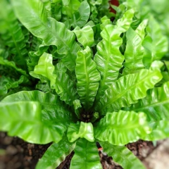 Helecho Asplenium Crispy Wave