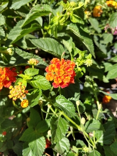 Lantana - tienda online