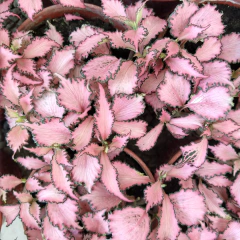 Fittonia - comprar online