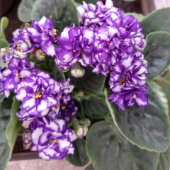 Violeta Africana en internet