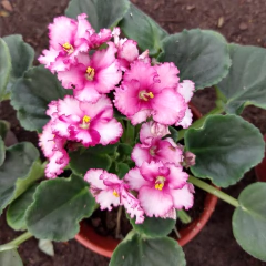 Violeta Africana - comprar online